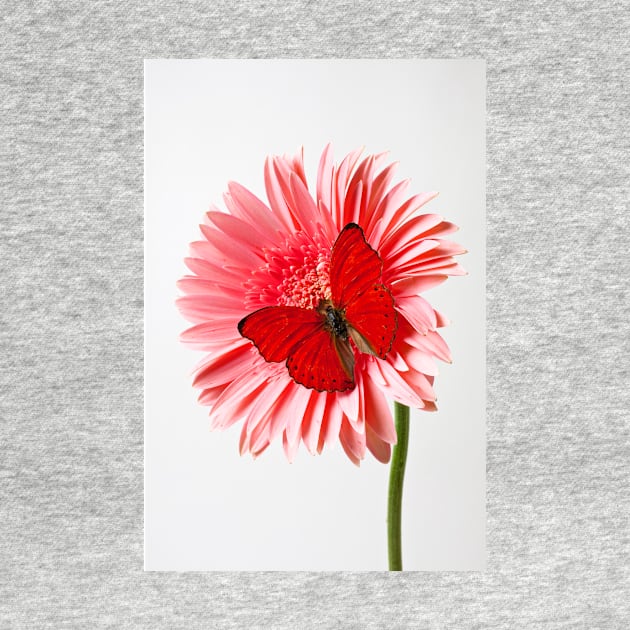 Red Butterfly On Pink Mum by photogarry